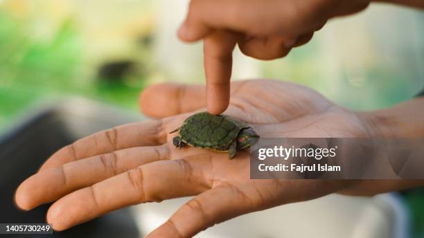 small baby turtle on palm hand - kids at zoo stock pictures, royalty-free photos & images