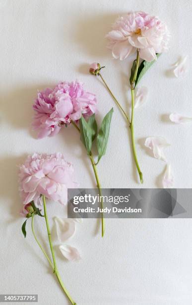 flatlay of three fully open pink peonies with two attached buds on white flannel sheet - white rose flower spa photos et images de collection