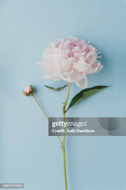 large open pink peony with small closed bud on light blue background - una sola flor fotografías e imágenes de stock