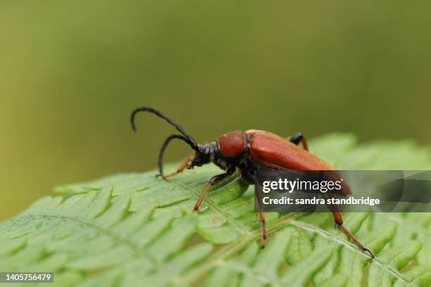 a red-brown longhorn beetle, stictoleptura rubra, resting on bracken in woodland. - long horned beetles stock pictures, royalty-free photos & images