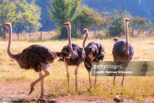 the common ostrich - tarangire national park 個照片及圖片檔