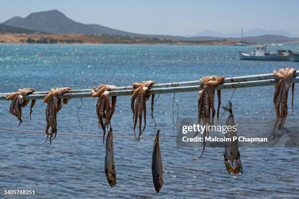 greek food - octopus drying in sun - st george, antiparos, cyclades, greece - greek food imagens e fotografias de stock