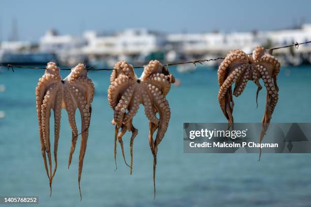 greek food - octopus drying in sun at antiparos harbour - antiparos, cyclades, greece - griekse gerechten stockfoto's en -beelden