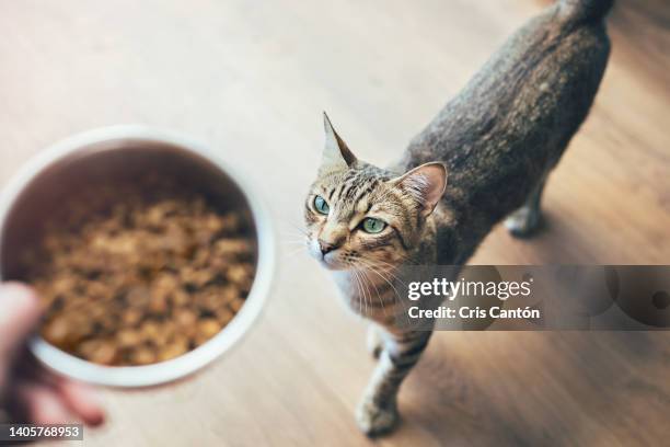 tabby cat looking at hand holding food - feeding foto e immagini stock