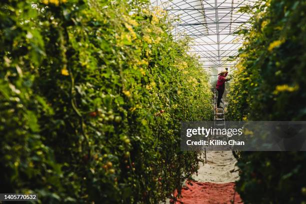 asian farmer on a ladder harvesting cherry tomatoes in a greenhouse - tomate cerise photos et images de collection