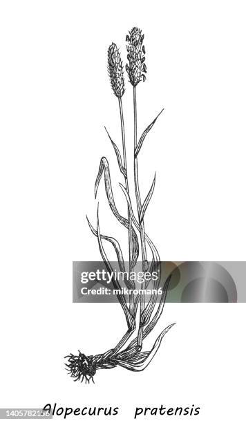 old engraved illustration of meadow foxtail or the field meadow foxtail (alopecurus pratensis) - alopecurus stock pictures, royalty-free photos & images