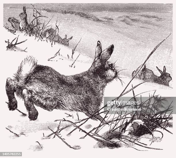 old engraved illustration of mountain hare, blue hare, tundra hare, variable hare, white hare, snow hare, alpine hare or irish hare - hare stock pictures, royalty-free photos & images