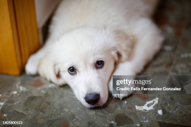 adorable 3 month old golden retriever puppy - cucciolo di animale foto e immagini stock