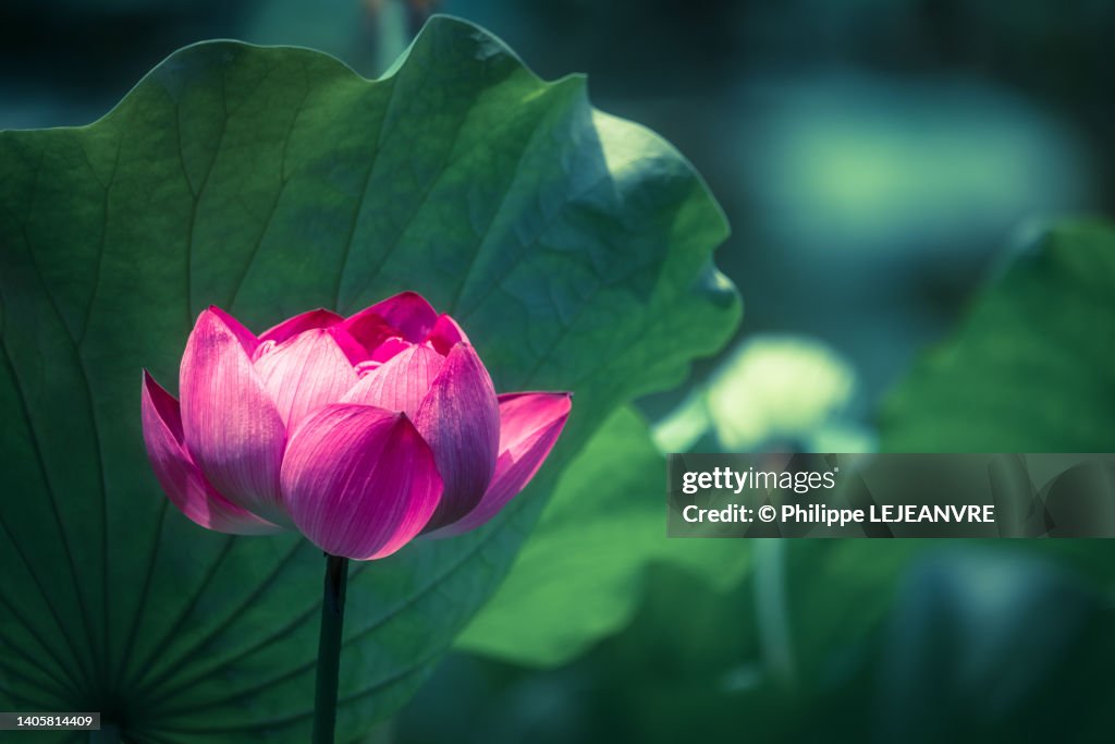 Lotus water lily flower on a pond