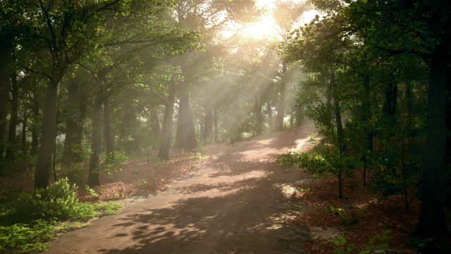 A path in a beautiful forest with sunlight breaking through the crowns of trees, we walk along it in the first person