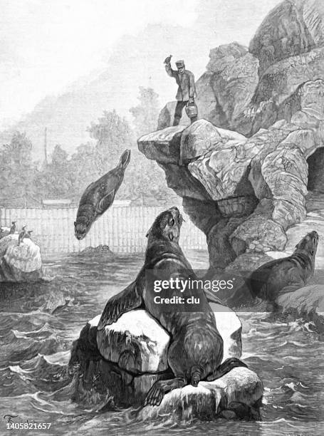 zoo keeper feeding the sea lions - zoo keeper stock illustrations