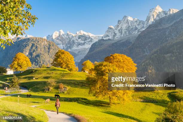 walking in autumn scenery, val bregaglia, switzerland. - cantón de los grisones fotografías e imágenes de stock