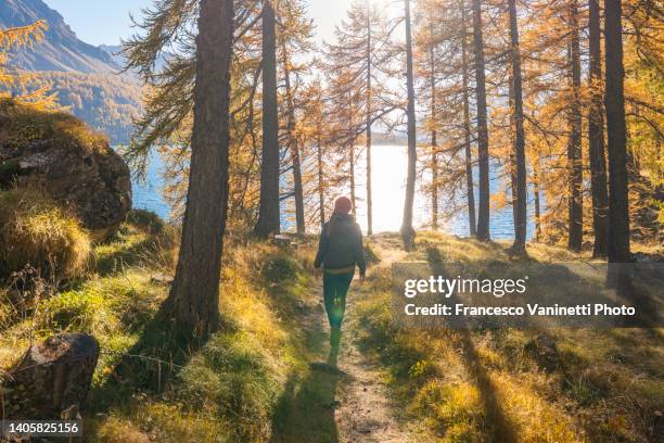 walking in the woods in autumn, engadine, switzerland. - engadin stock-fotos und bilder