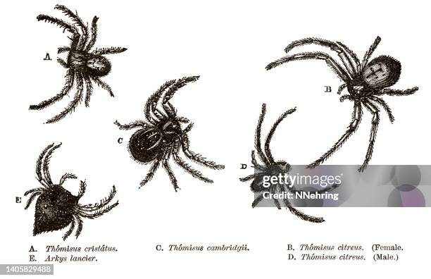 woodcut with selection of crab or ambush spiders - zoology stock illustrations