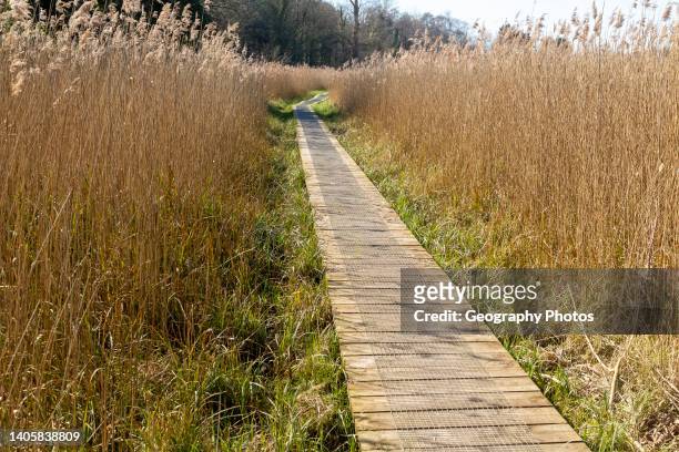 Boardwalk in reedbed, Norfolk Reed or Common Reed , Bromeswell, Suffolk, England, UK.