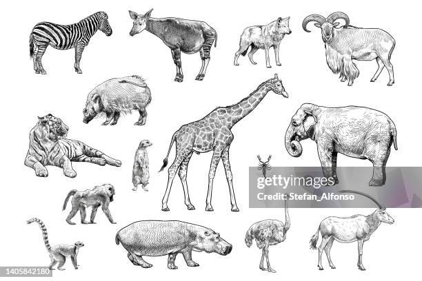 illustrazioni stock, clip art, cartoni animati e icone di tendenza di set di disegni vettoriali di vari animali - disegno elefante