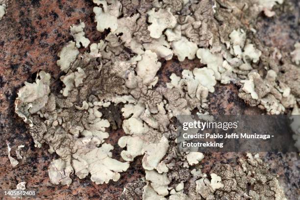 extreme close-up from a lichen - lichen formation stock pictures, royalty-free photos & images