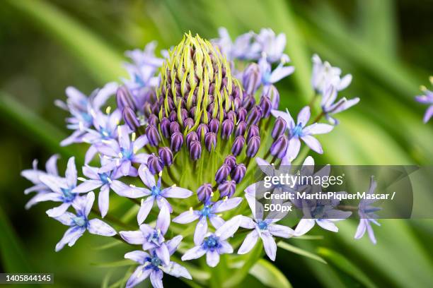 close-up of purple flowering plant,spain - african lily fotografías e imágenes de stock