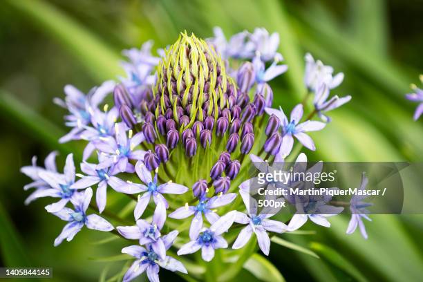 close-up of purple flowering plant,spain - african lily imagens e fotografias de stock