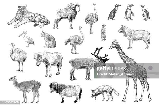 ilustraciones, imágenes clip art, dibujos animados e iconos de stock de conjunto de dibujos vectoriales de varios animales - lince