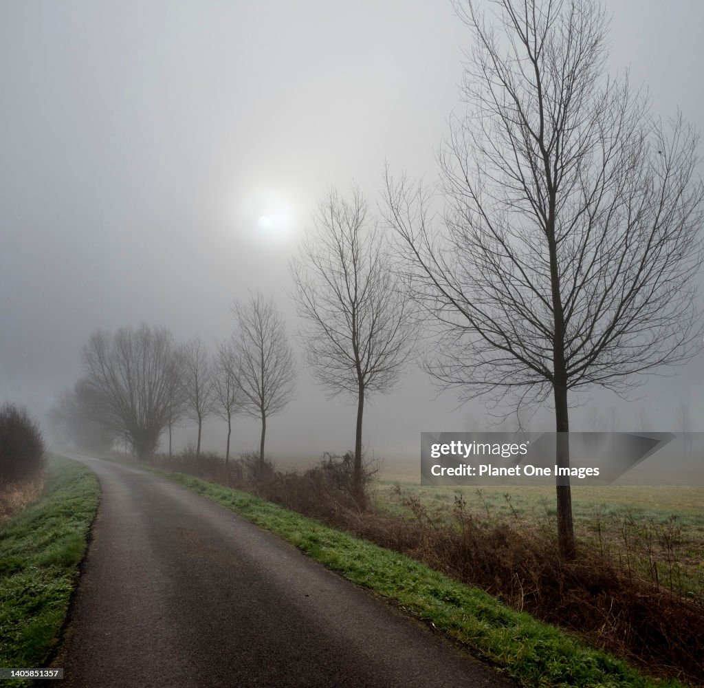 Line of trees by a footpath on frosty, foggy Spring morning in Radley Village, Oxfordshire