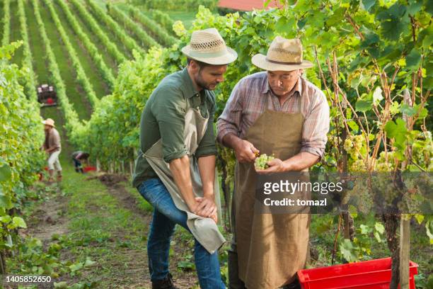 senior vintner teaching his son about grapes - father sun stock pictures, royalty-free photos & images