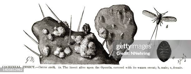 holzschnitt von cochenille-insekt, dactylopius coccus - wirbelloses tier stock-grafiken, -clipart, -cartoons und -symbole