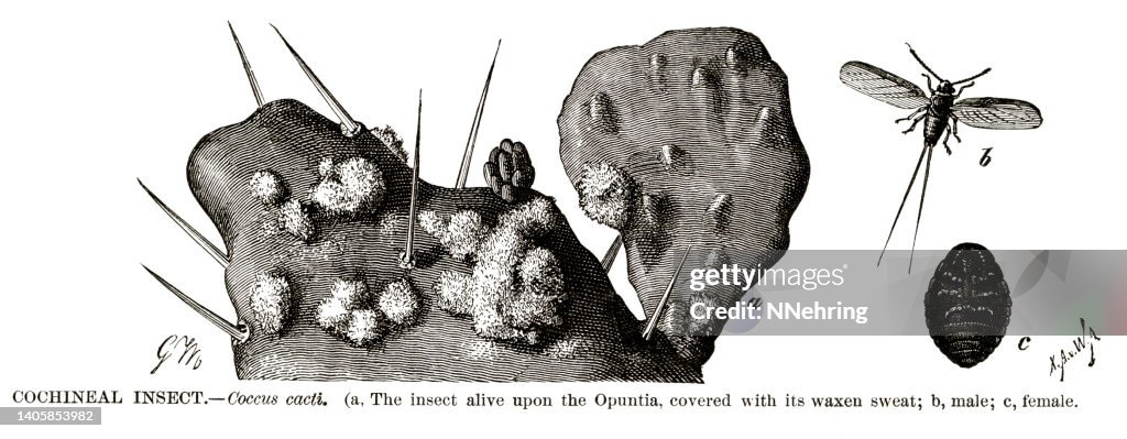 Woodcut of cochineal insect, Dactylopius coccus
