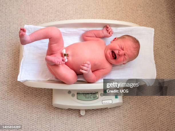 Day old newborn baby boy being weighed on scales during midwife home visit, UK.