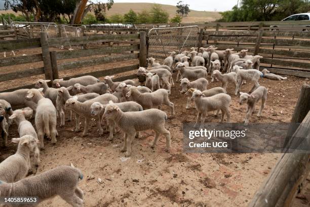 Caledon, Overberg region of South Africa, Dohne Marino lambs with docked tails on a sheep farm in the Overberg.