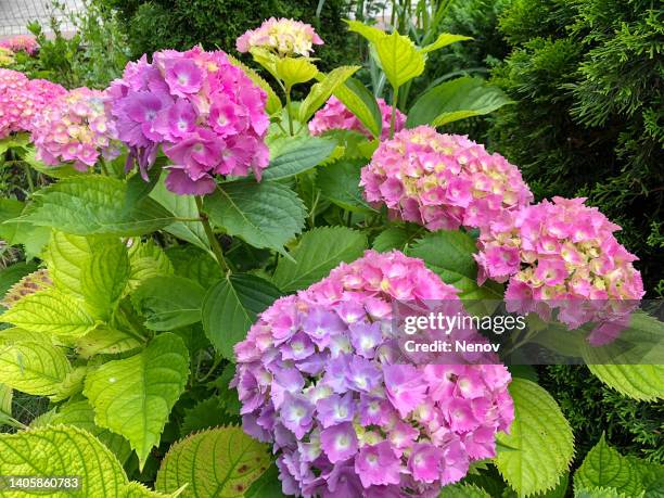 hydrangea macrophylla - hortensia stock-fotos und bilder