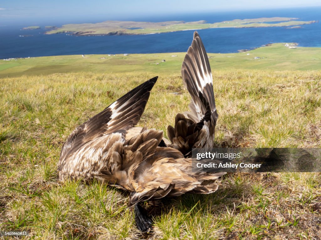 A bird flu epidemic is tragically spreading through the seabird colonies of the Shetland. This highly contagious, deadly disease is affecting thousands of birds. Here a Great Skua has succumbed to the disease. Scotland holds 60% of the world's Great Skua