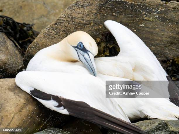 a bird flu epidemic is tragically spreading through the seabird colonies of the shetland. this highly contagious, deadly disease is affecting thousands of birds. here a northern gannet is in the last hours of life and will enivitably die from the disease. - gannet 個照片及圖片檔
