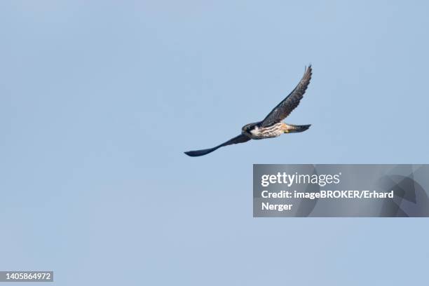 eurasian hobby (falco subbuteo) flying, emsland, lower saxony, germany - falco subbuteo stock pictures, royalty-free photos & images