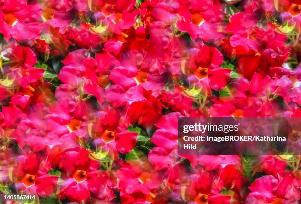 flowers creative, artistic shot, mandevilla (dipladenia), mandevilla, red flowers alienated, plants, all over background, pattern, design, germany - mandevilla stock pictures, royalty-free photos & images