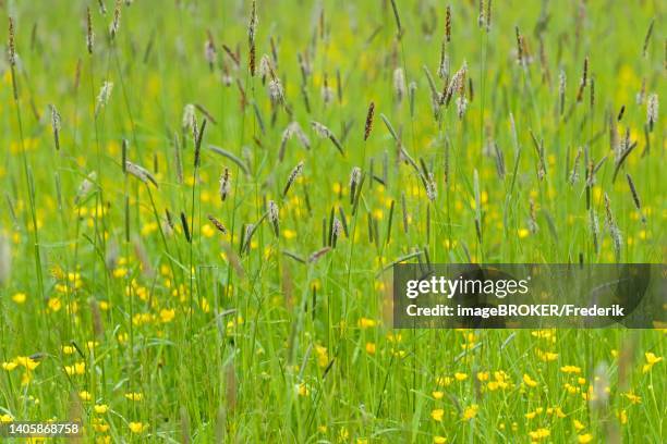 meadow with buttercup (ranunculus) and sweet grass meadow foxtail (alopecurus pratensis), allgaeu alps, allgaeu, bavaria, germany - alopecurus stock illustrations