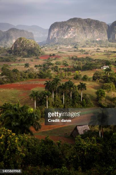 beautiful vinales valley with palm trees and fog. amazing green landscape of cuba - pinar del rio 個照片及圖片檔