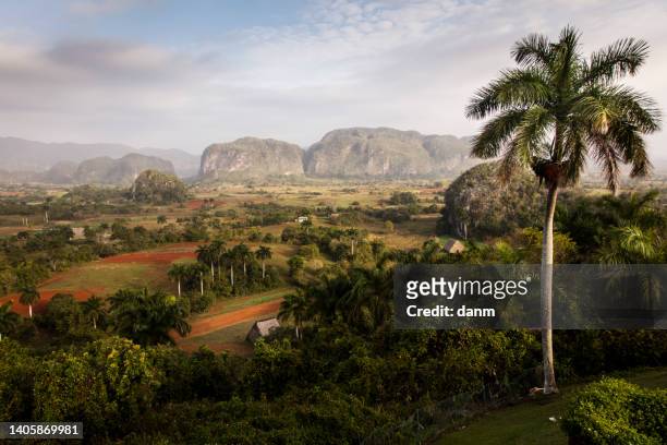 beautiful vinales valley with palm trees and fog. amazing green landscape of cuba - pinar del rio 個照片及圖片檔