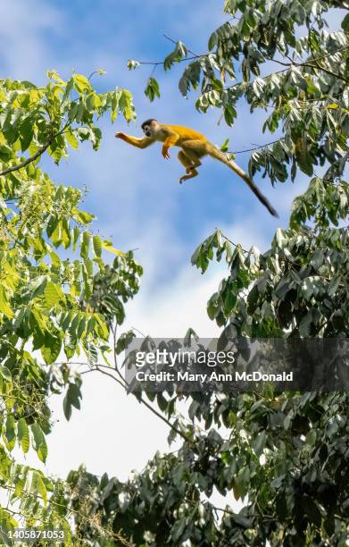 central american squirrel monkey - dödskalleapa bildbanksfoton och bilder