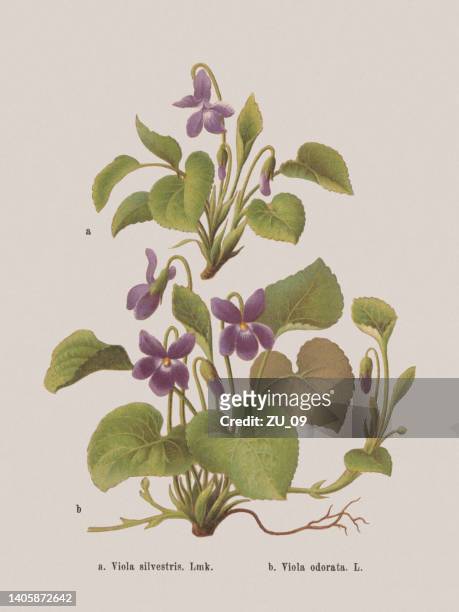 spring flowers (violaceae), chromolithograph, published in 1884 - violales stock illustrations