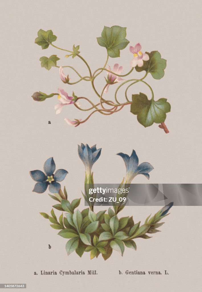 Spring flowers (Plantaginaceae, Gentianaceae), chromolithograph, published in 1884