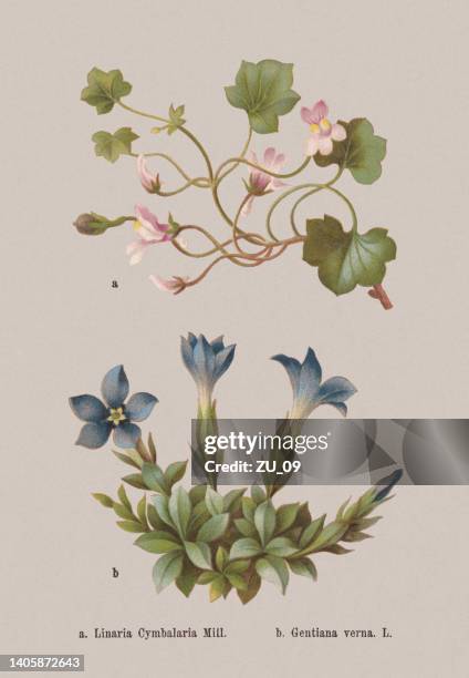 spring flowers (plantaginaceae, gentianaceae), chromolithograph, published in 1884 - ivy leaved toadflax stock illustrations