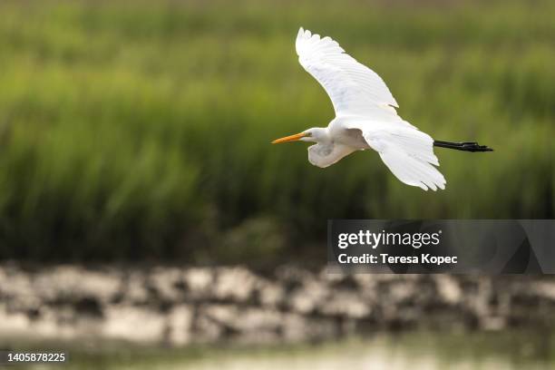 white great egret heron flying over salt marsh at huntington beach state park on pawley’s island, south carolina. - tidal marsh stock pictures, royalty-free photos & images