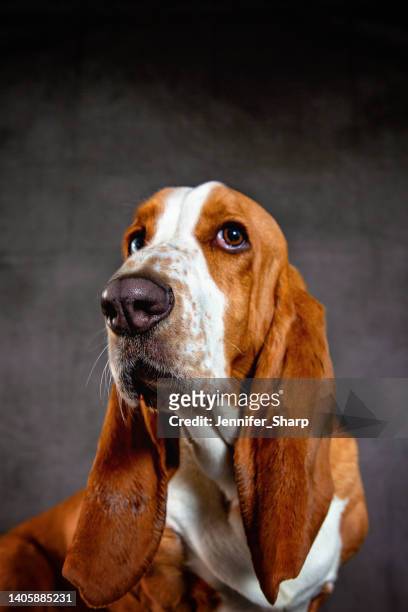 バセット ハウンド ドッグ, インド - バセット犬 ストックフォトと画像