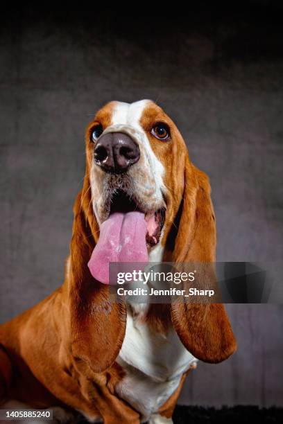 basset hound dog - linda bassett - fotografias e filmes do acervo