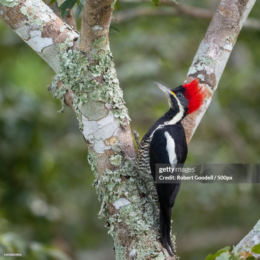 Close-up of pileated woodpecker perching on tree trunk,State of Mato Grosso,Brazil