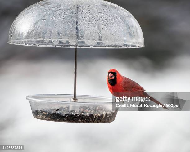 close-up of cardinal perching on feeder - bird feeder stock pictures, royalty-free photos & images