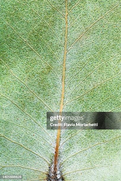 dry eucalyptus leaf macro - eucalyptus leaf stock pictures, royalty-free photos & images