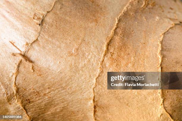 ginger skin macro - gember stockfoto's en -beelden