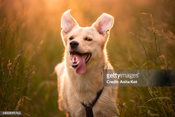 happy dog - hund nicht mensch stock-fotos und bilder